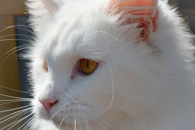 Close-up of cat looking away