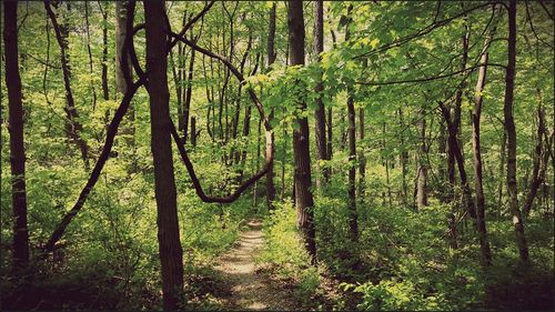 Trees in forest