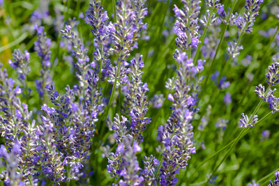 Close-up of purple flowering plants on field