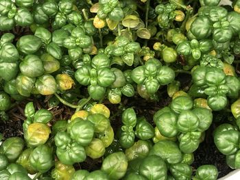 Full frame shot of vegetables at market stall