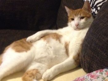 Cat resting on sofa