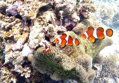 View of fish swimming in sea