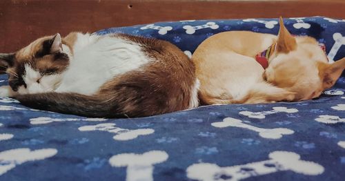 Two dogs sleeping