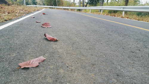 View of birds on road