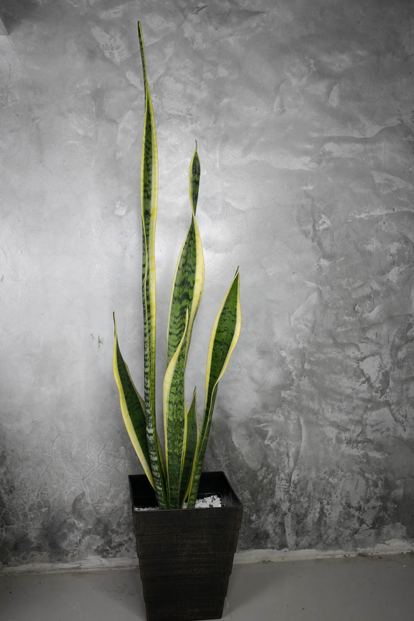 CLOSE-UP OF POTTED PLANT ON TABLE