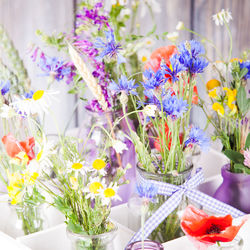 Close-up of purple flowers in vase