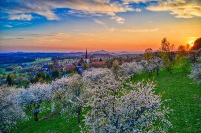 Scenic view of flowering plants against sky during sunset