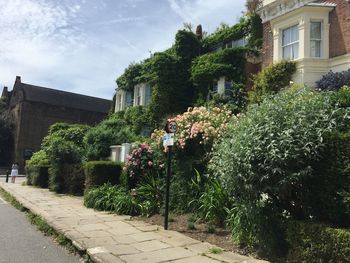 Plants growing by building in city against sky