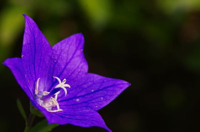 Close-up of purple flowering plant