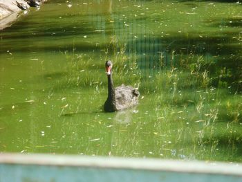 Swan swimming in lake