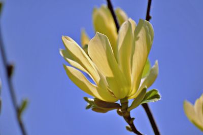 Close-up of flowering plant against blue sky