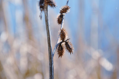 Close-up of cocklebur against lake