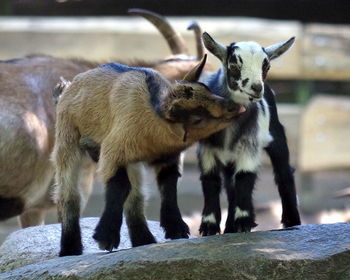 Kid goats on rock