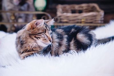 Close-up of cats relaxing