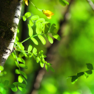 Close-up of green leaves on tree trunk