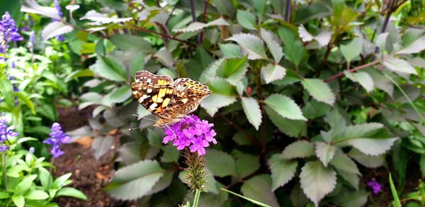 Close-up of butterfly on purple flower