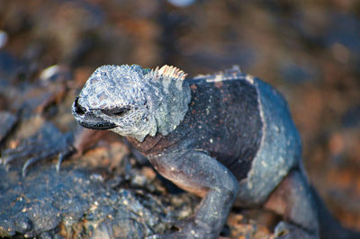 Close-up of lizard on rock