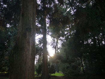 Low angle view of trees in forest