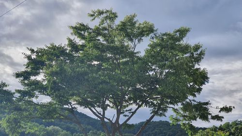 Low angle view of tree against sky