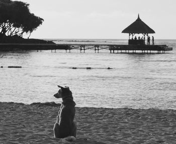 Dog on beach against sky