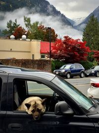 Dog by car against sky
