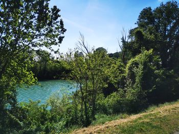 Scenic view of lake amidst trees in forest against sky