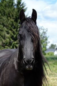 Black horse 
