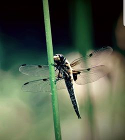 Close-up of damselfly on leaf