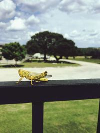 Close-up of lizard