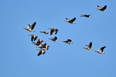 Low angle view of birds flying