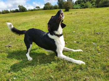 Black dog relaxing on field