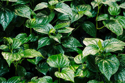 Full frame shot of fresh green leaves