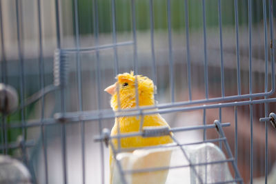 Yellow bird in cage