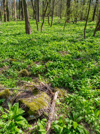 Trees growing in forest