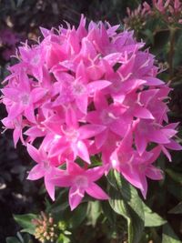Close-up of pink flowering plant