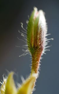 Close-up of dandelion against blurred background