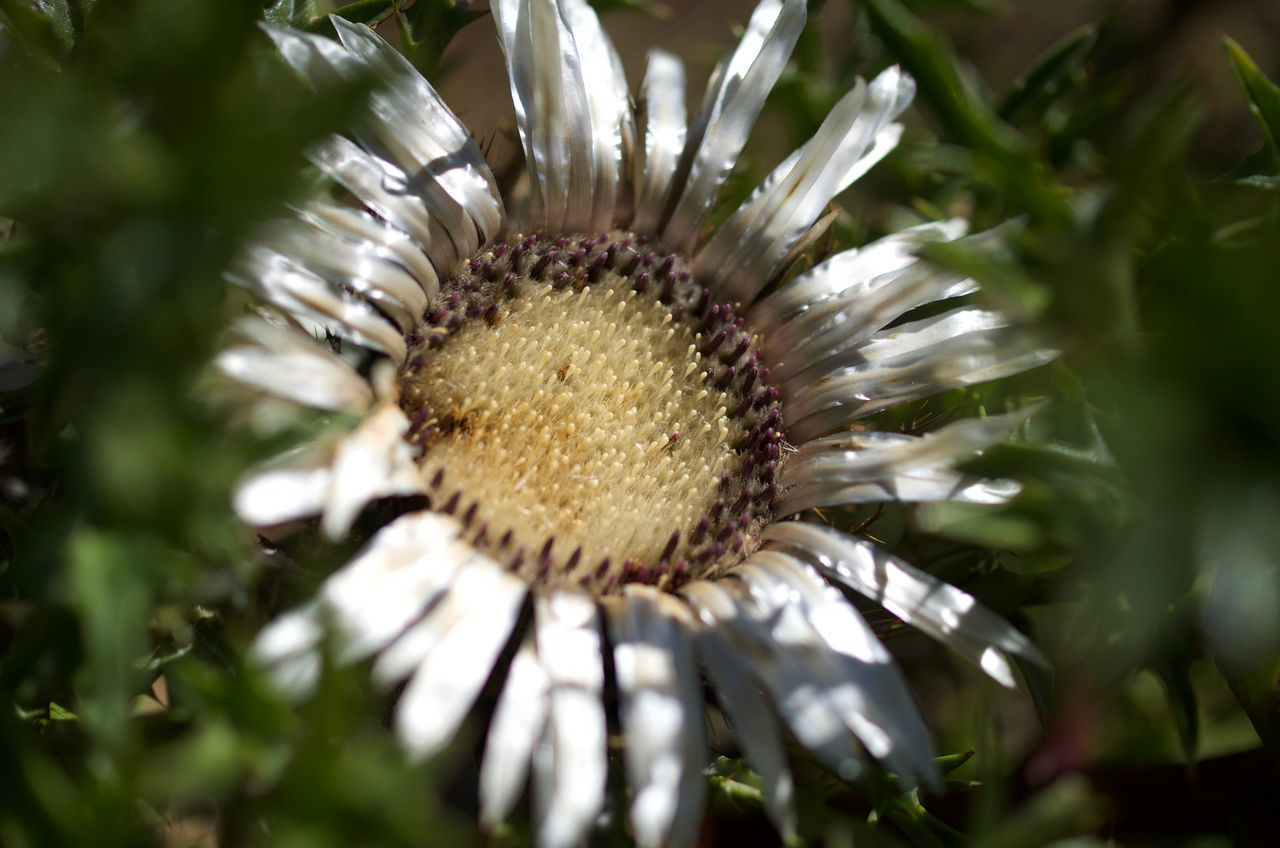 CLOSE-UP OF DANDELION ON PLANT