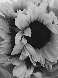 Close-up of flowers against blurred background