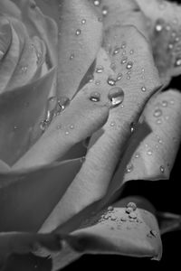 Close-up of wet flower