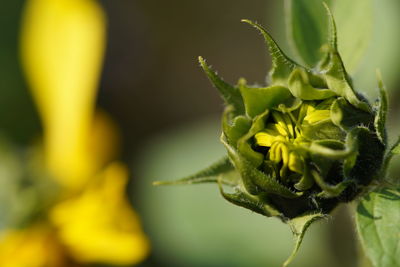 Close-up of yellow rose flower