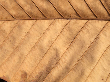 Full frame shot of wooden floor