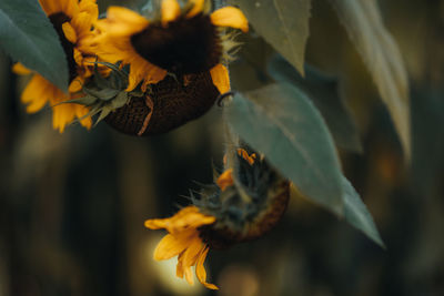 Sunflowers at the end of summertime