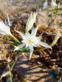 Close-up of white flowering plant on field