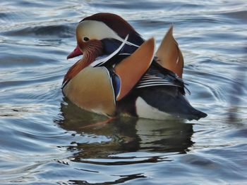 Close-up of duck swimming in lake