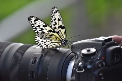 Close-up of butterfly on flower