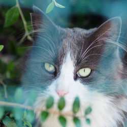 Close-up portrait of a cat