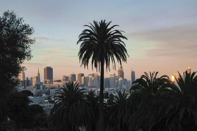 Silhouette of palm trees at night