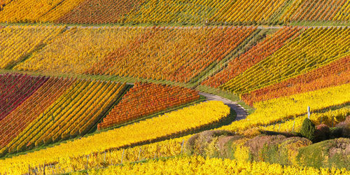 High angle view of crop growing on field