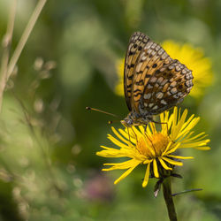 Close-up of butterfly pollinating on yellow flower