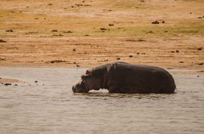 Side view of hippopotamus in lake